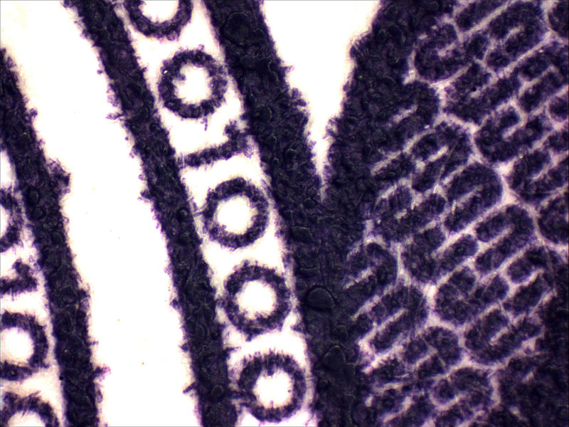Makro nástavce pro elektronický mikroskop s faktorem 0,5×